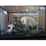A taxidermy of a blonde juvenile Hedgehog in naturalistic panorama setting, in glass case