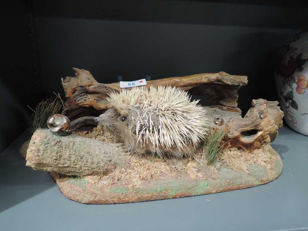 A taxidermy of a blonde juvenile Hedgehog in naturalistic setting, no case