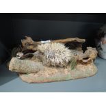 A taxidermy of a blonde juvenile Hedgehog in naturalistic setting, no case