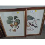 A selection of botanical prints