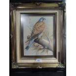 An original still life gouache of Kestrel of similar bird of pray