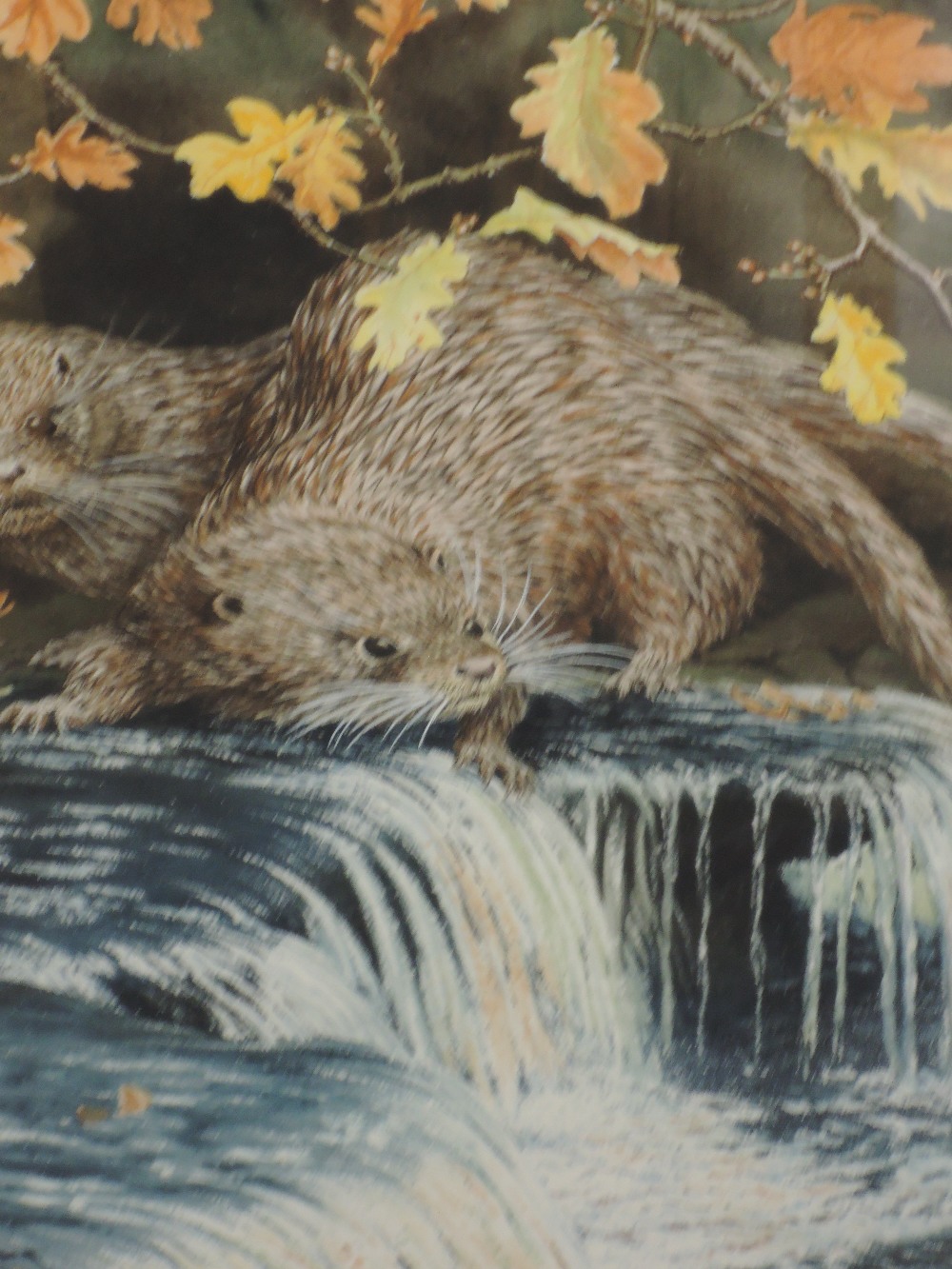 A watercolour, Robin Gibbard, Otters in autumnal river, Above The Falls, 18in x 14in