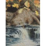 A watercolour, Robin Gibbard, Otters in autumnal river, Above The Falls, 18in x 14in