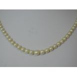 A string of graduated cultured pearls having a white metal clasp stamped silver, approx 18'