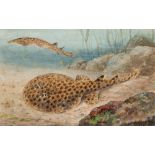 ATTRIBUTED TO JOSIAH GREEN (fl.1862-1868) TORPEDO & ELECTRIC RAY signed l.r., titled verso