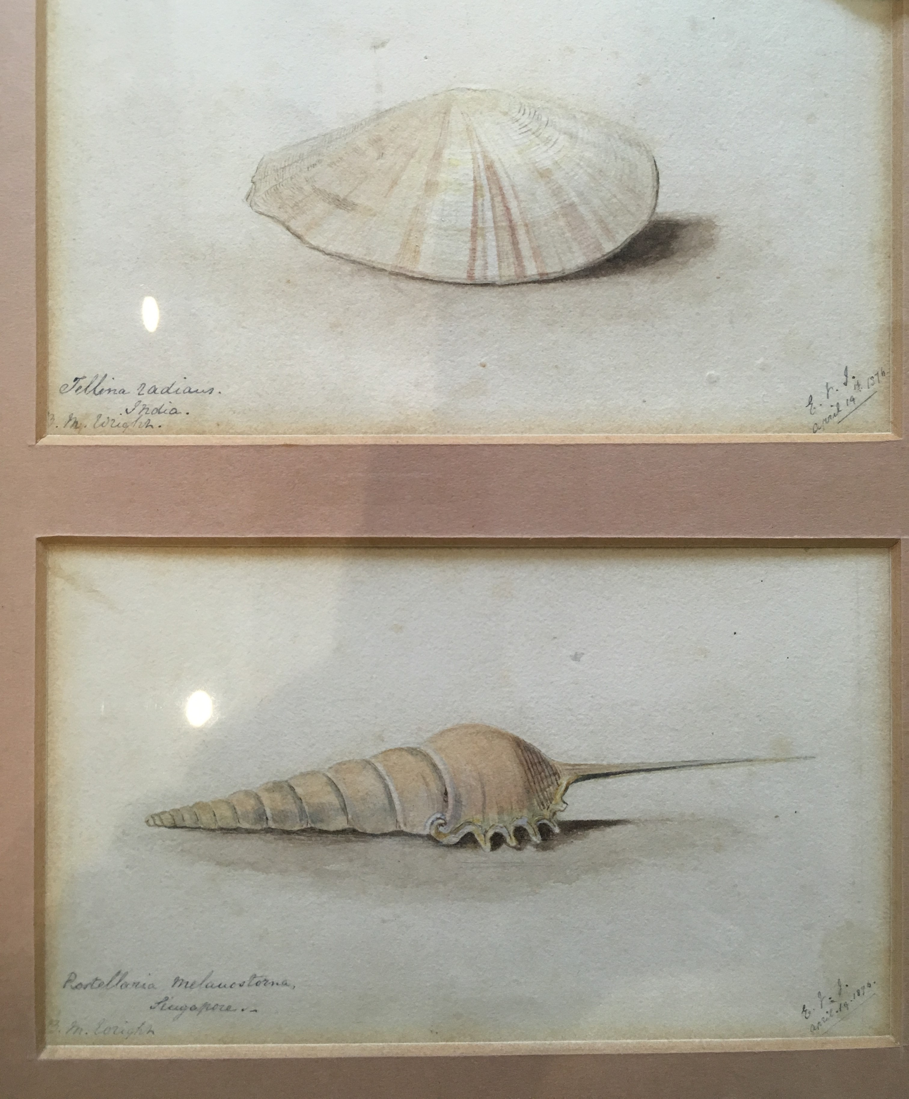ERNEST HENRY GRISET (1843-1907) A STUDY OF MR. BRYCE MCMURDO WRIGHT'S SHELLS both initialled E.H.S., - Image 2 of 3