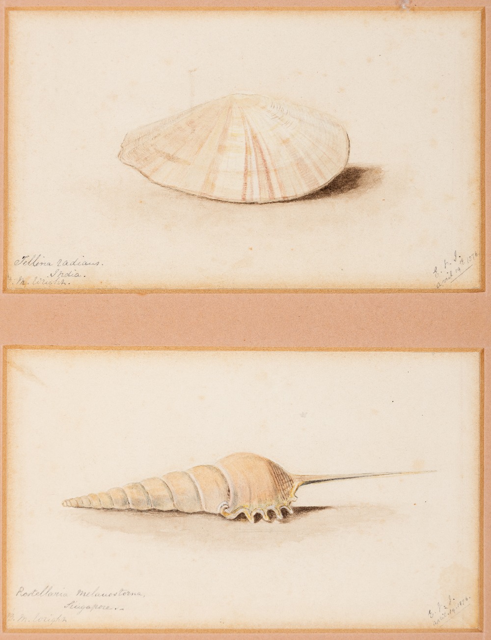 ERNEST HENRY GRISET (1843-1907) A STUDY OF MR. BRYCE MCMURDO WRIGHT'S SHELLS both initialled E.H.S.,