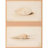 ERNEST HENRY GRISET (1843-1907) A STUDY OF MR. BRYCE MCMURDO WRIGHT'S SHELLS both initialled E.H.S.,