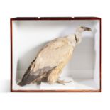 A 19TH CENTURY TAXIDERMY SPECIMEN OF AN AFRICAN VULTURE, in a timber and glass case 79cm wide;