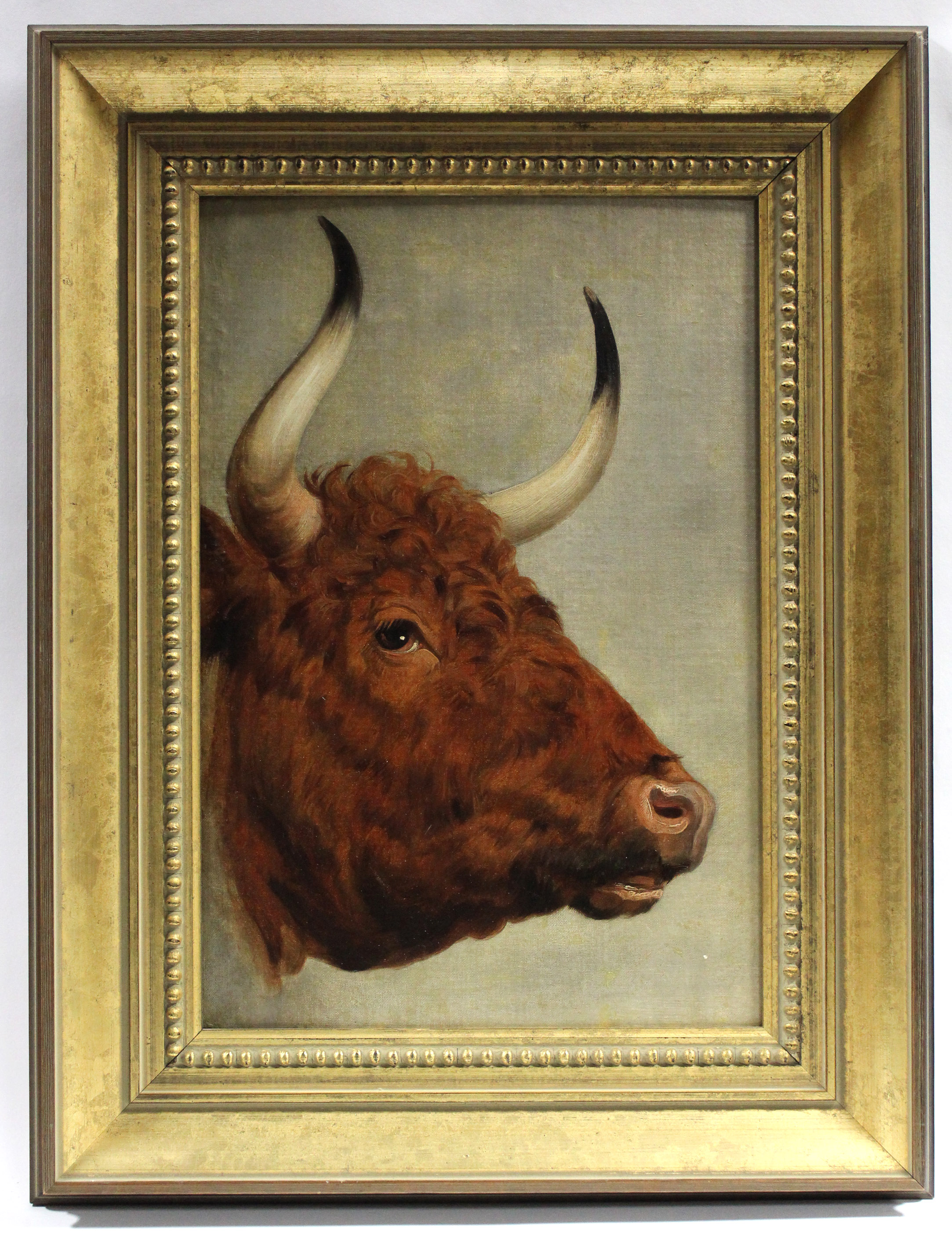 ENGLISH SCHOOL, 19th century. Portrait study of an ox. Unsigned, oil on canvas laid on wooden panel