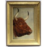 ENGLISH SCHOOL, 19th century. Portrait study of an ox. Unsigned, oil on canvas laid on wooden panel