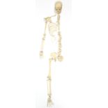 A medical student’s or doctor's anatomical half skeleton, with complete skull.