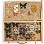 Various assorted taxidermy butterflies & moths contained in three cases.