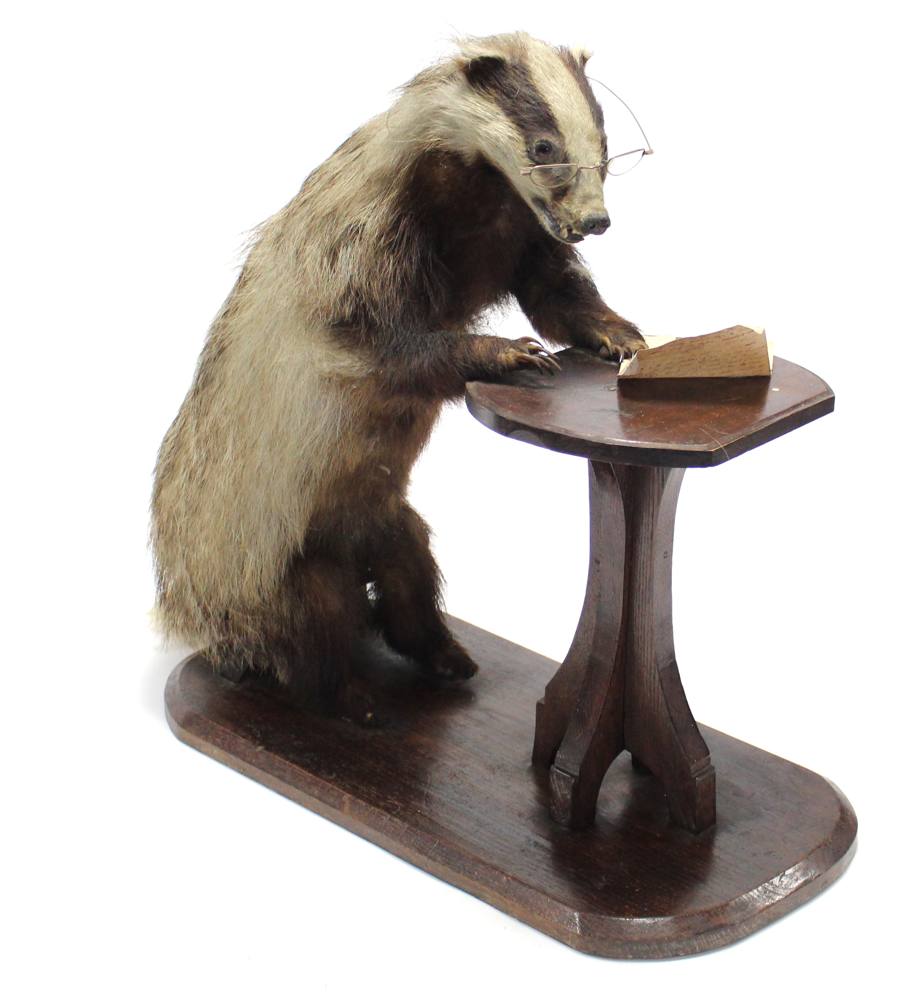 A taxidermy badger seated at a table writing a letter, 24” high. - Image 3 of 3