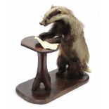 A taxidermy badger seated at a table writing a letter, 24” high.