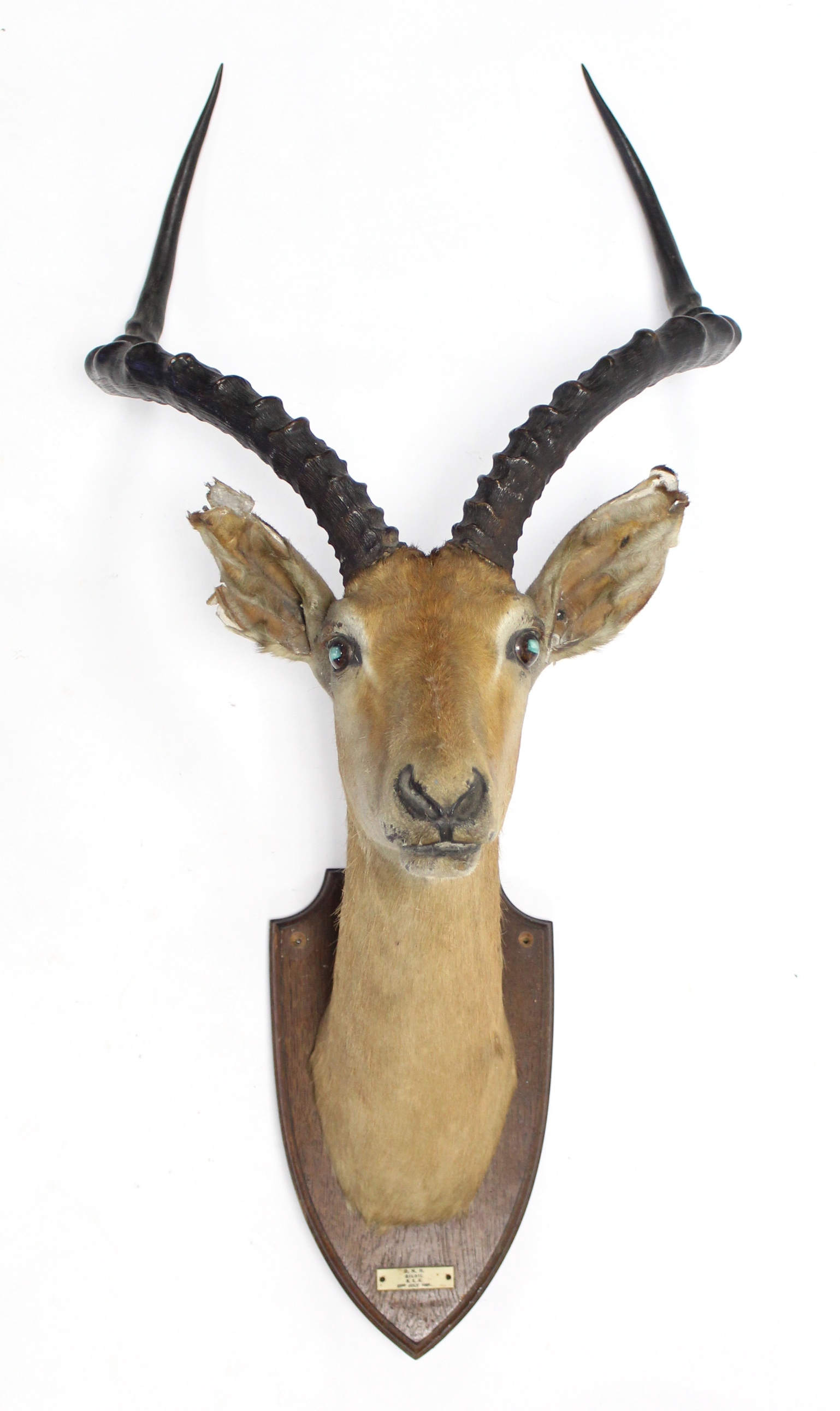 A 1920’s taxidermy impala mounted on oak shield-shaped plaque bears label “D.N.R. GILGIL B.E.A. 23r