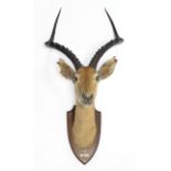 A 1920’s taxidermy impala mounted on oak shield-shaped plaque bears label “D.N.R. GILGIL B.E.A. 23r