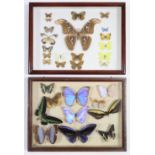 A collection of thirty butterflies displayed in two cases.