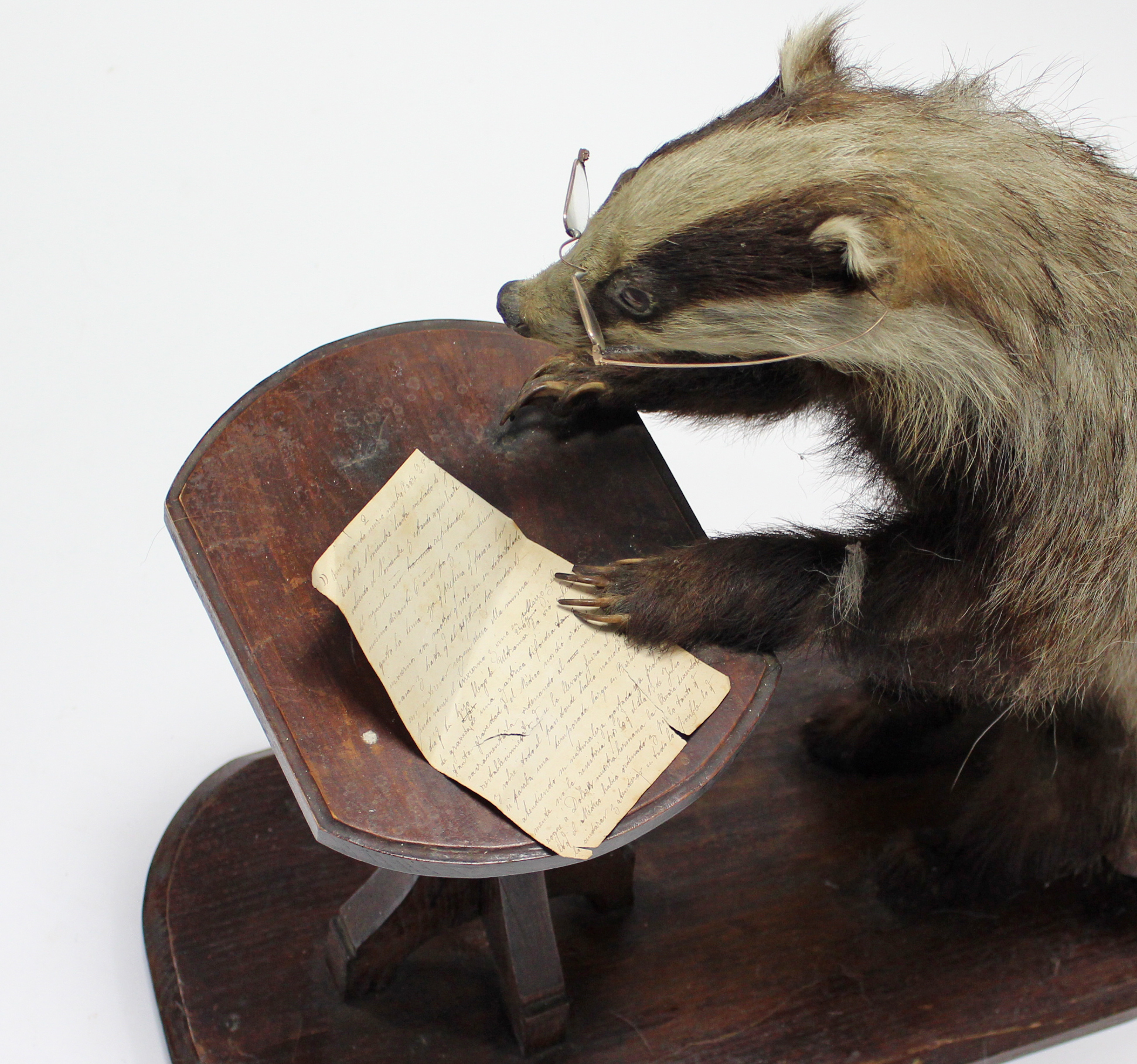A taxidermy badger seated at a table writing a letter, 24” high. - Image 2 of 3