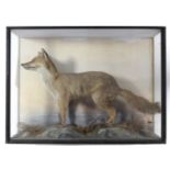 A taxidermy display of a fox mounted amongst natural grasses, & in ebonised painted glazed case, 38”