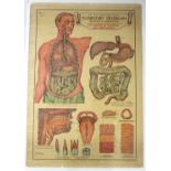 Three 1920’s A.L. Educational Series Elementary Physiology charts by Robert. E. Holding titled “