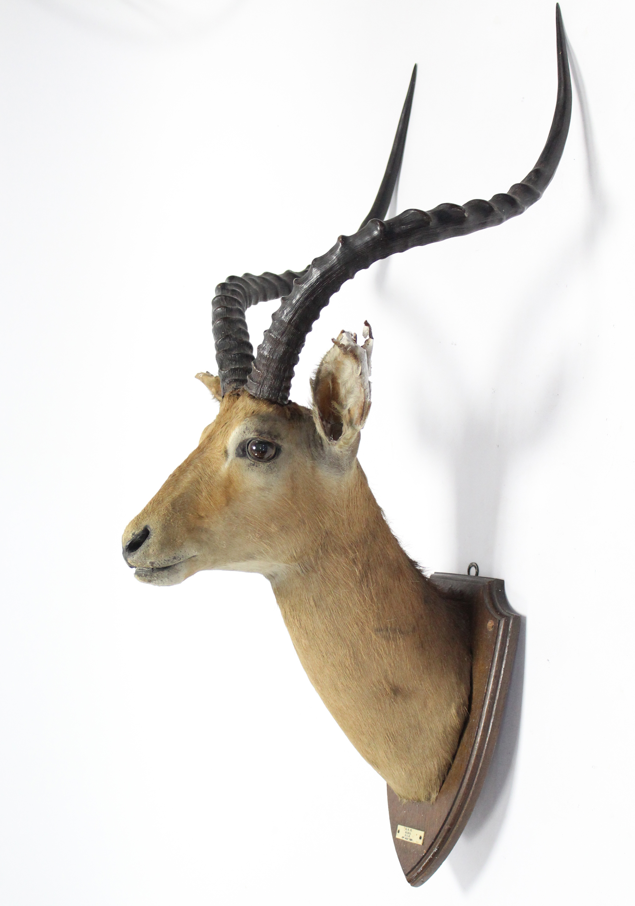 A 1920’s taxidermy impala mounted on oak shield-shaped plaque bears label “D.N.R. GILGIL B.E.A. 23r - Image 3 of 4