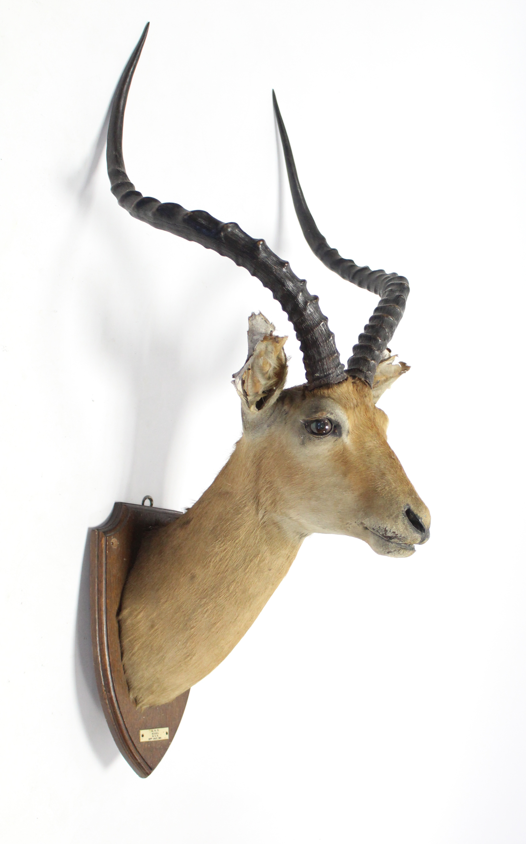 A 1920’s taxidermy impala mounted on oak shield-shaped plaque bears label “D.N.R. GILGIL B.E.A. 23r - Image 2 of 4