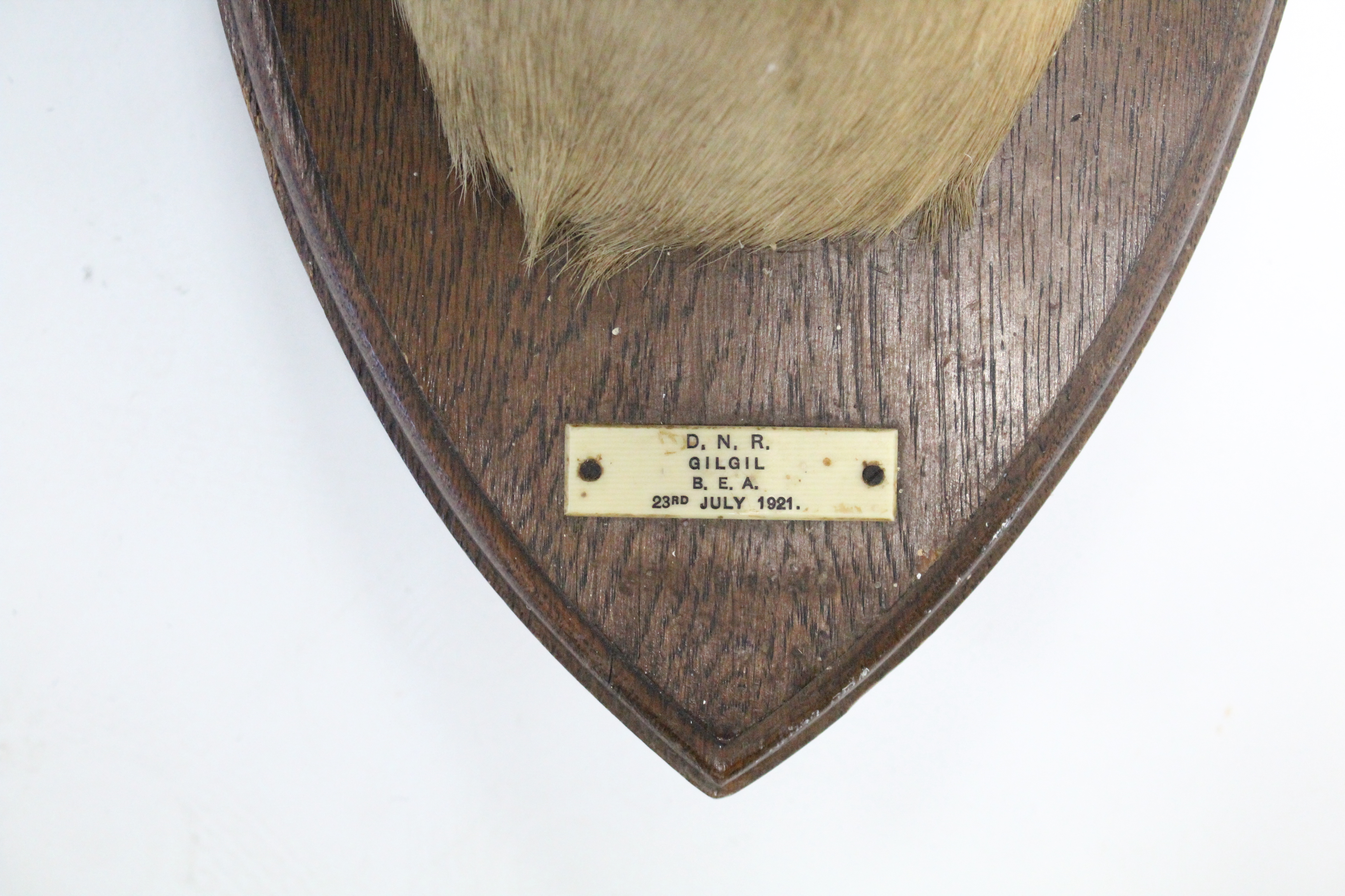 A 1920’s taxidermy impala mounted on oak shield-shaped plaque bears label “D.N.R. GILGIL B.E.A. 23r - Image 4 of 4