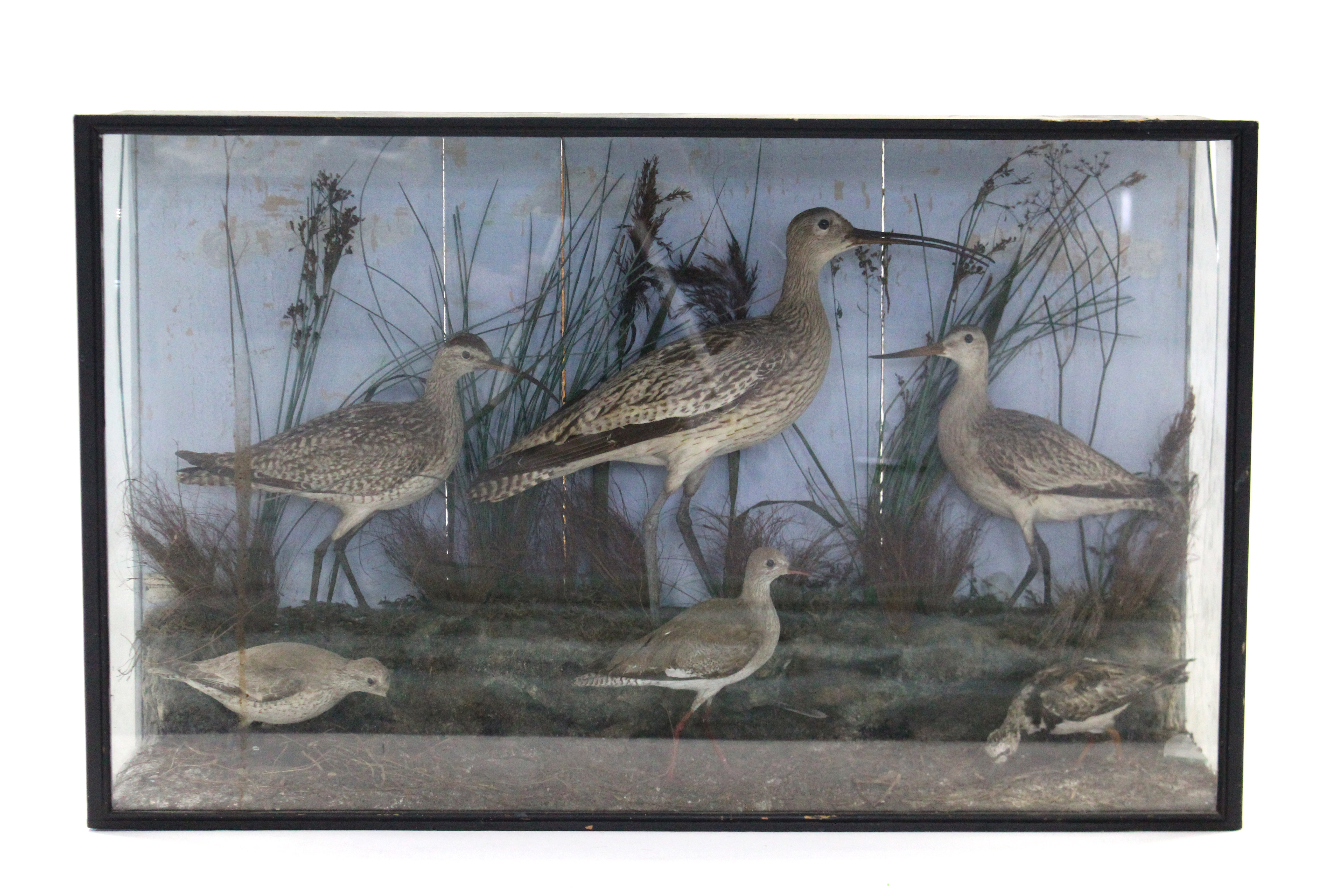 A display of six various birds mounted amongst the grasses, bears label “Walter Sharman Gt.