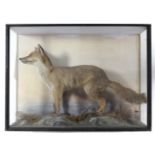 A display of fox mounted amongst natural grasses, & in ebonised painted glazed case, 38” wide x