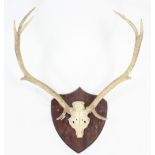 A pair of Stag antlers mounted on wooden shield-shaped plaque, 26” x 35”.