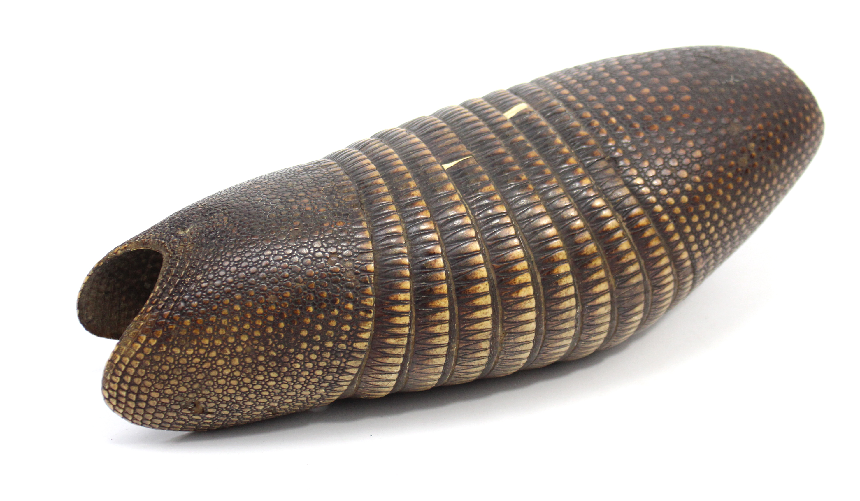 An armadillo shell, 16” long.