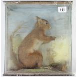 A display of a red squirrel mounted amongst natural grasses, & in glazed case, (case w.a.f.), 10¼”