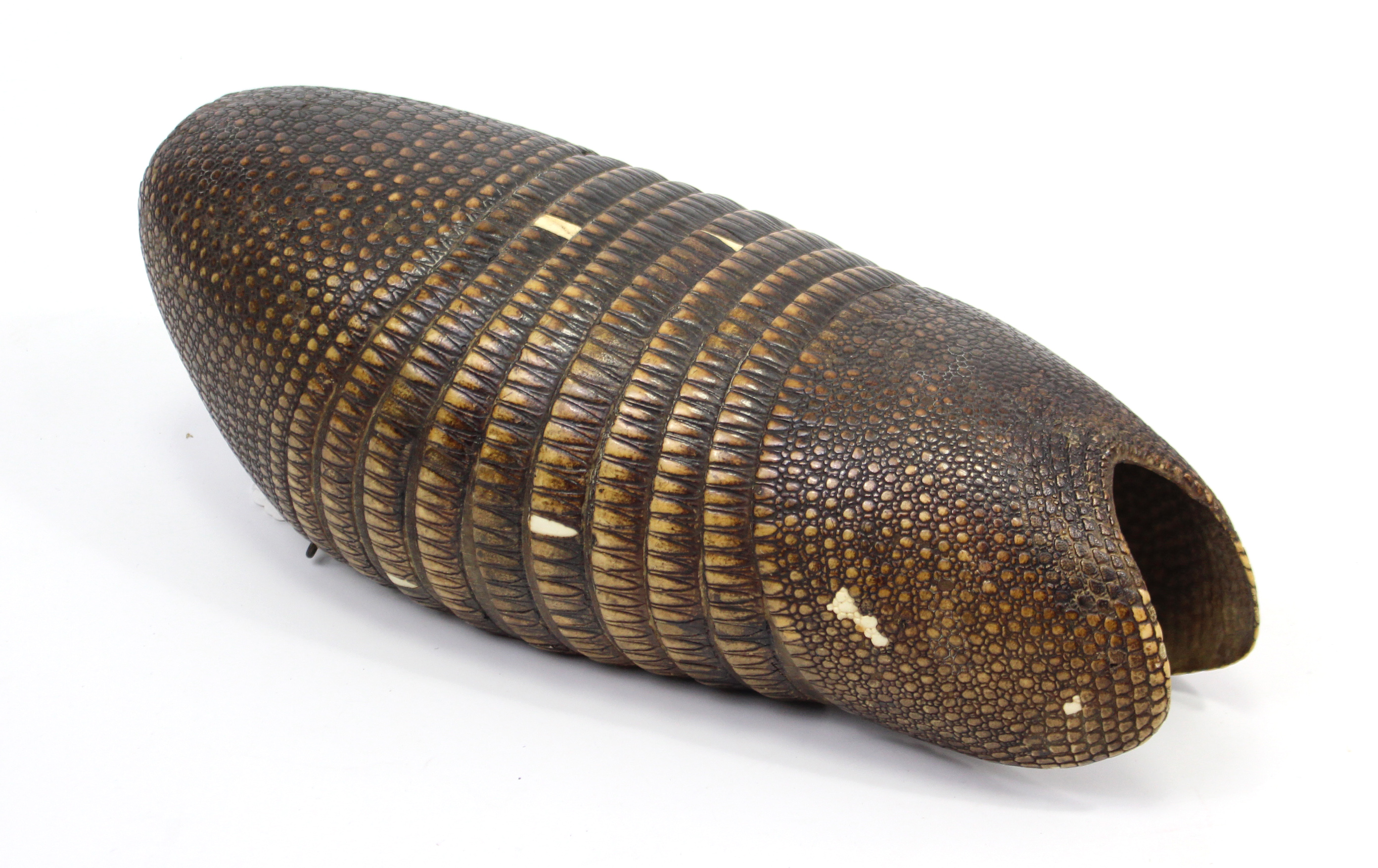 An armadillo shell, 16” long. - Image 2 of 4