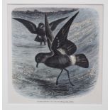 After GUSTAV LUDWIG HEINRICH MUTZE (1839-1893). A coloured engraving titled: “Storm-Petrels on the