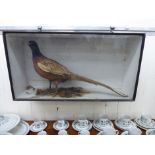 Taxidermy - a pheasant,