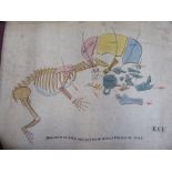 A late 19thC/early 20thC (unframed) anatomical study 'A disarticulated skeleton of a human foetus