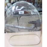 A late Victorian glass display dome 20''h 17.