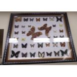 A cased lepidoptery study of thirty-nine butterflies 36'' x 32'' HSR