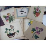 An uncollated folio of late 19th/early 20thC finished and unfinished sketches of insects and flora