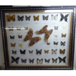 A cased lepidoptery display of thirty-nine specimens 36'' x 32'' BSR