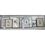 A set of seven early 19thC botanical and associated studies coloured engravings largest 7'' x 9''