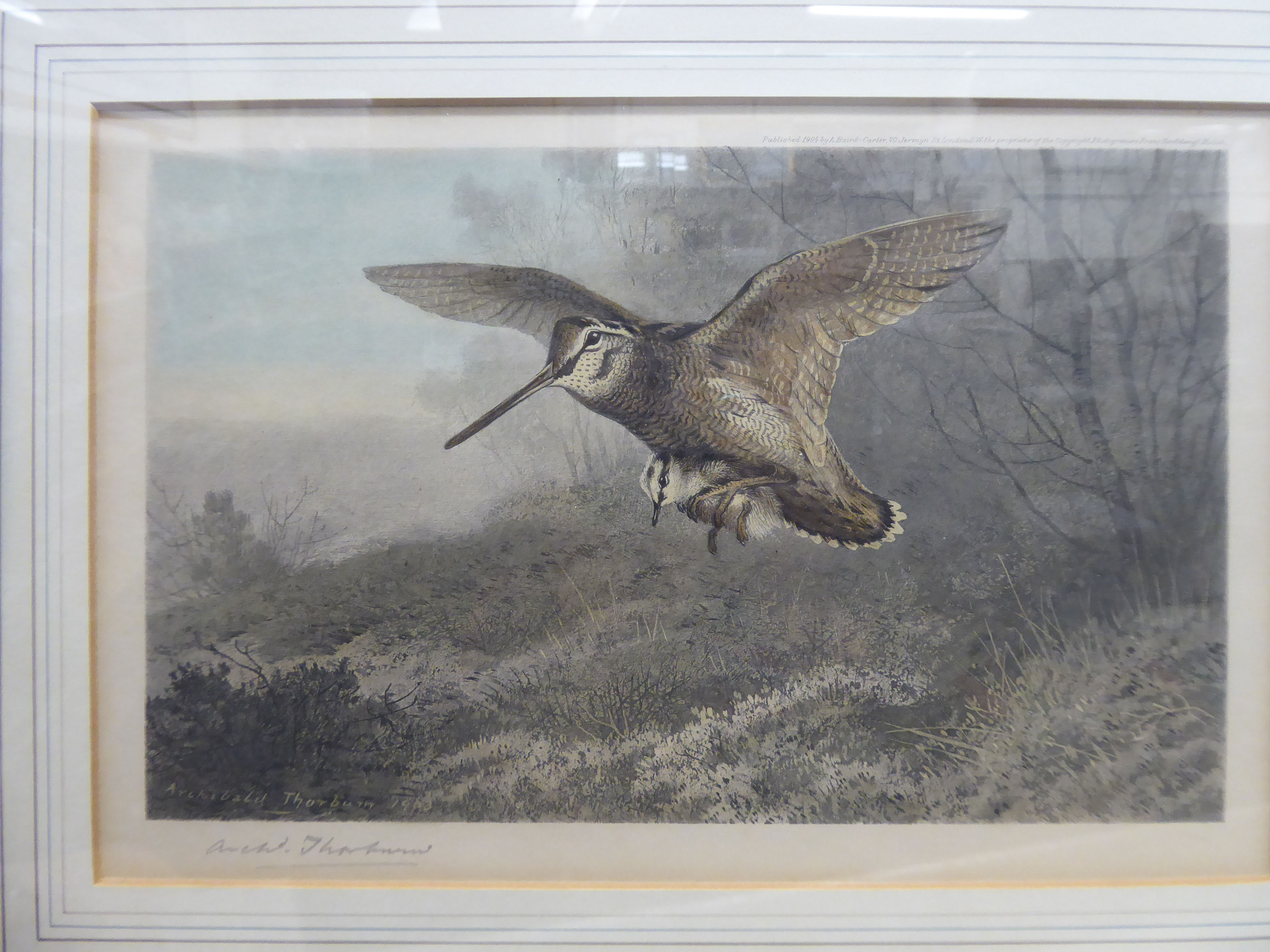 Archibald Thorburn - a woodcock and chick print bears a pencil signature 7'' x 11.