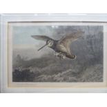 Archibald Thorburn - a woodcock and chick print bears a pencil signature 7'' x 11.
