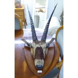 Taxidermy - a deer's head with antlers,