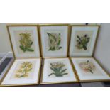 A series of six reproduced 19thC botanical studies coloured prints 14'' x 10.