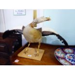 Taxidermy - an Egyptian goose 17''h CS