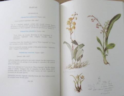 Goldblatt, Peter The Woody Iridaceae. Nivenia Klattia & Witsenia Hardback with dustcover over - Image 3 of 4