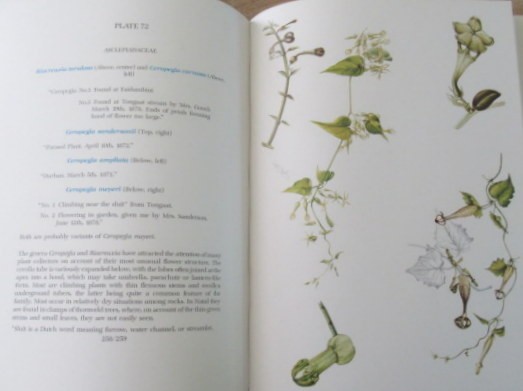 Goldblatt, Peter The Woody Iridaceae. Nivenia Klattia & Witsenia Hardback with dustcover over - Image 4 of 4