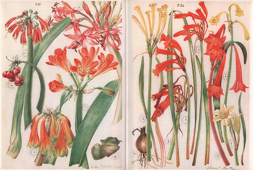 Batten (A.) & Bokelmann (H.) WILD FLOWERS OF THE EASTERN CAPE PROVINCE185 pages, map on endpapers, - Image 3 of 3